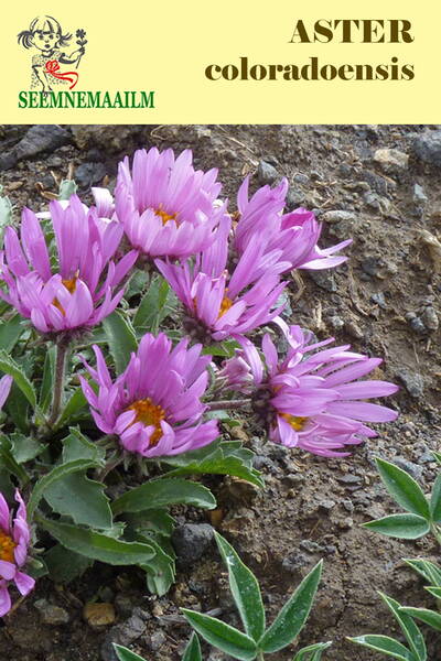 Астра колорадская (Aster coloradoensis)